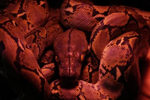 Snake activity Stock Photos