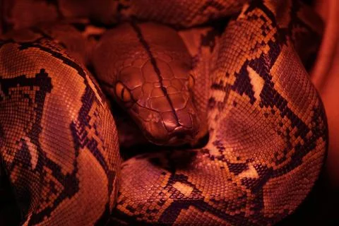 Snake activity Stock Photos