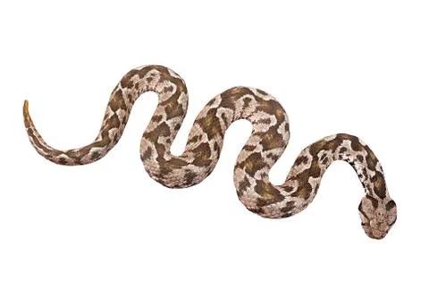 Snake adder on an isolated white background. Stock Photos