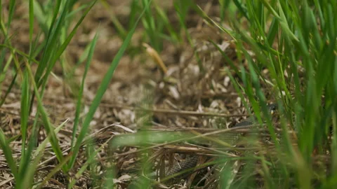 Snake advancing through the grass. Grass snake, common in Europe. also called Stock Footage 194443561