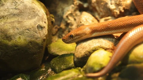 Snake among the stones Stock Footage 127373845