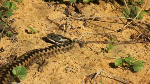 Snake and ants Stockbeeldmateriaal 860958