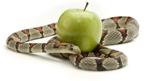 Snake and apple Foto stock