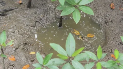 SNAKE AND FISH Stock Footage 200101255