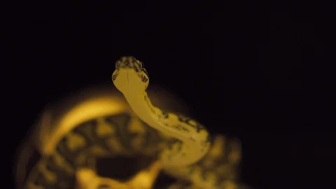 A snake and gold Stock Footage 106760584