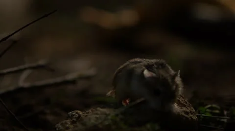 Snake and Mouse in Nature rack focus Stock Footage 24399422