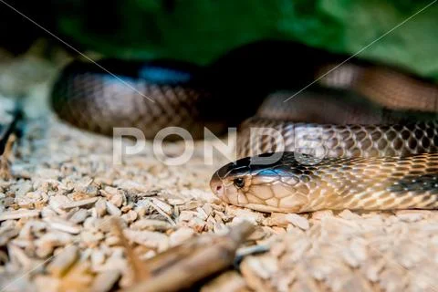 Snake and serpent, long limbless reptile animal Stock Photos