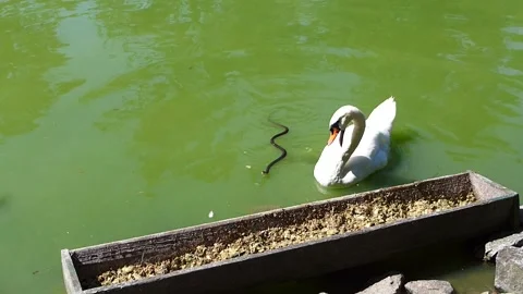 The snake and the swan 库存影片 158228050