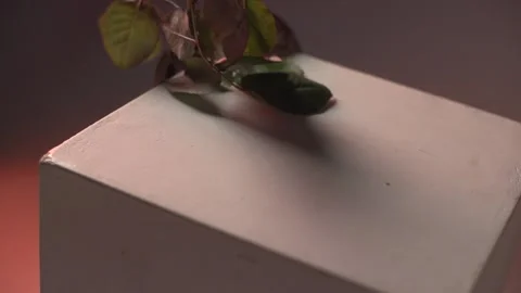 Snake and white rose from above Stock Footage 138706287