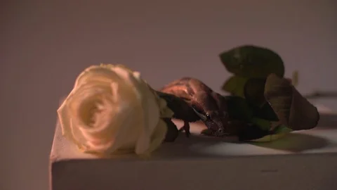 Snake and a white rose Stock Footage 101866129