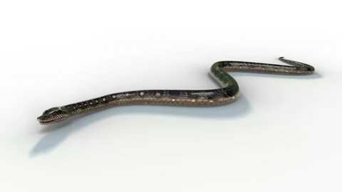 Snake AnimA WhiteBG Vidéo 135194372