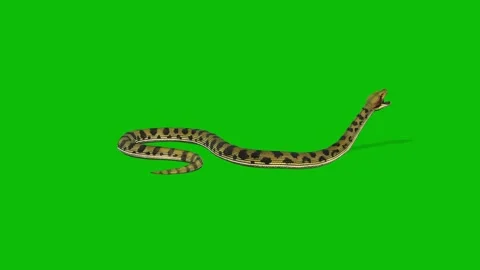 Snake Animation on Green Screen | Slithering, Striking, Idle Stock Footage 312551056