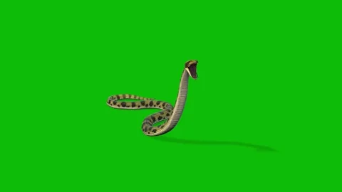 Snake Animation Set on Green Screen Slithering, Striking Stock Footage 312534182