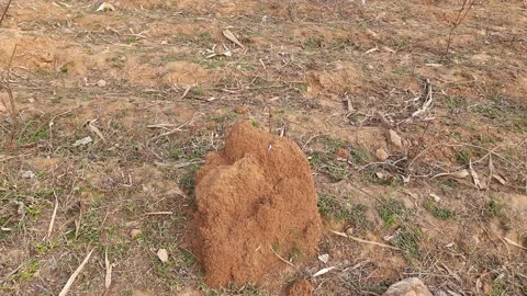 Snake Anthill in field. Stock Footage 170129347