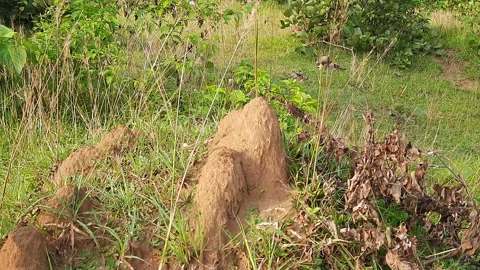 Snake Anthill in field. 库存影片 219318239