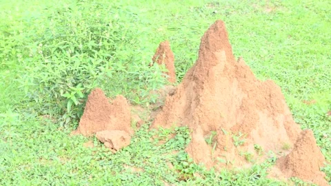 Snake Anthill in field. Stock Footage 280549982