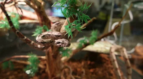 The snake in the aquarium Stock Footage 57392247