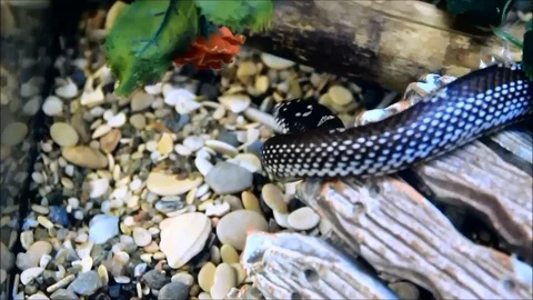 Snake in an aquarium raising its head up and slithering away Stock Footage 77675532