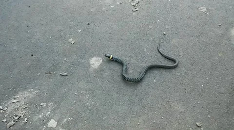Snake on asphalt Stock Footage 56160256