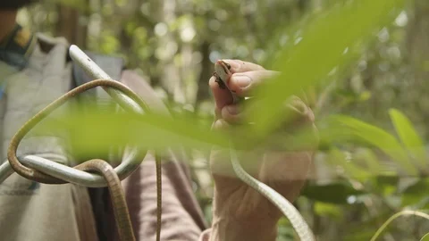 A snake in the Atlantic forest Video stock 127486130
