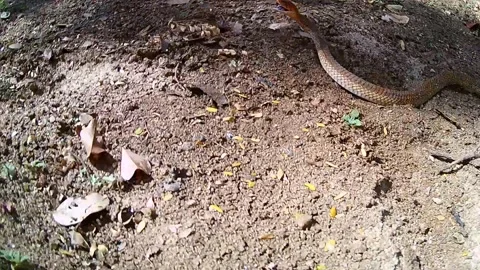 Snake Attack - 01 Jan 1970 Stock Footage 205359241