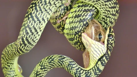 Snake attack and eating a lizard Video stock 113518749