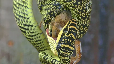 Snake attack and eating a lizard Stock Footage 113520020