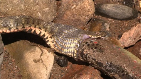 Snake Attack Brown Trout Stockbeeldmateriaal 88359948