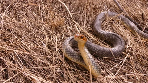 Snake Attack Stock Footage ~ Royalty Free Stock Videos | Pond5