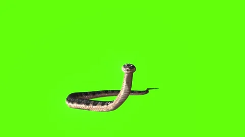 Snake attack green screen animation 3D rendering Stock Footage 282635681