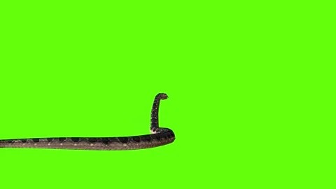 Snake attack green screen animation 3D rendering Stock Footage 282635816