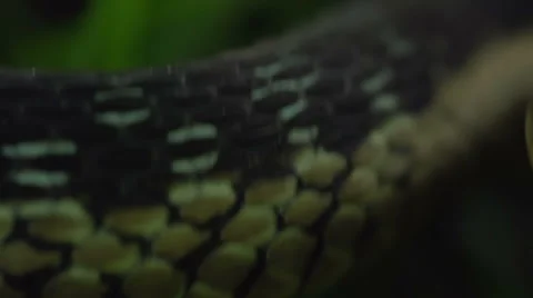 Snake Attack POV Stock Footage 51048690