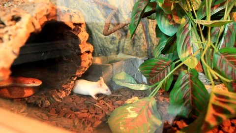 A Snake attack a white mouse - Red / Orange albino Stock Footage 112296131