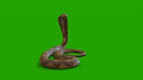 Snake Attacking on Green Screen 02 | Stock Video | Pond5