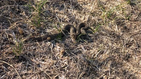 Snake in an attacking pose. Frame symbolizing danger. Viper close-up. Steppe Stock Footage 197186268