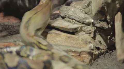 Snake attacks bait for show Video stock 24461322