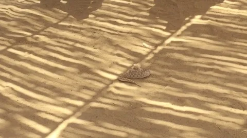 Snake attacks Stock Footage 97586893