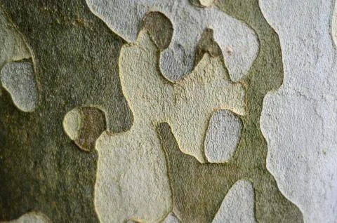 Snake bark maple texture Stock Photos