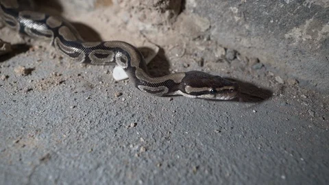 Snake in the basement. Ball python crawling. Stock Footage 107765013