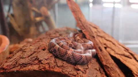 Snake basking on a log Stock Footage 50442562