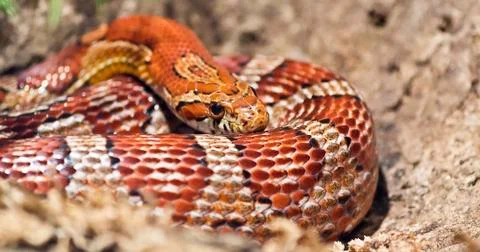 Snake basking. Foto stock