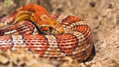Snake basking in the spring of suns Stock Photos