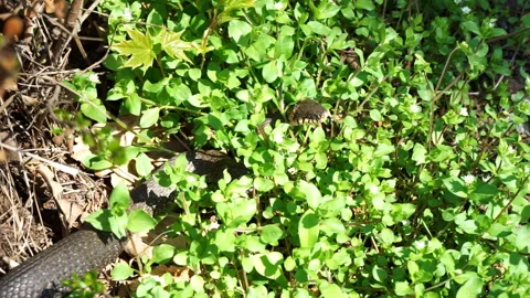 The snake basks in the sun Stock Footage 155358801