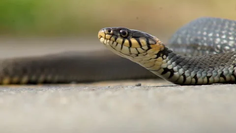 The snake basks in the sun Stock Footage 155358890