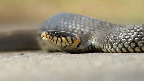 The snake basks in the sun Stock Footage 155359033