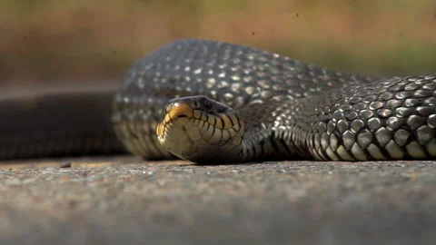 The snake basks in the sun Stock Footage 155359185