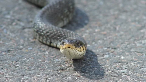 The snake basks in the sun Stock Footage 155359753