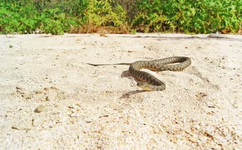 Snake on the beach Stock Photos