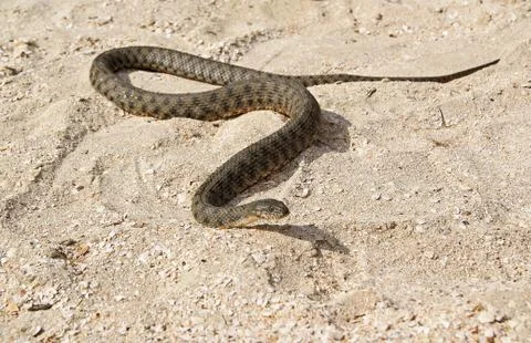 Snake on the beach Stock Photos