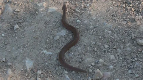 Snake begins to crawl quickly, flees Stock Footage 133027773